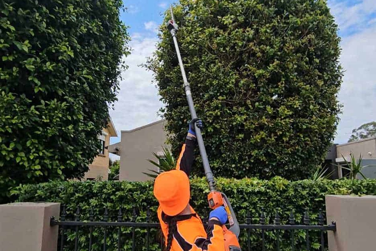 Tree Care and Palm Maintenance Dubai